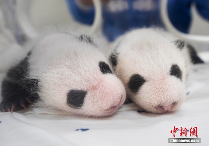 當地時間8月7日，韓國三星愛寶樂園公布雌性雙胞胎大熊貓幼崽(左為姐姐，右為妹妹)于6日拍攝的滿月照。愛寶樂園 供圖