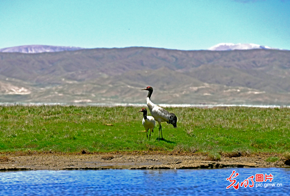 三江源國家公園正式設立，這是青海生態文明建設的新答卷