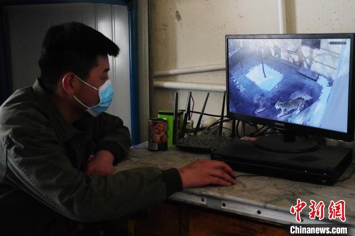 圖為雪豹“奶爸”史壽軍通過監(jiān)控察看雪豹情況。　馬銘言 攝