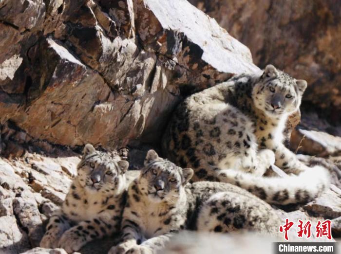 青海都蘭：雪豹、兔猻等多種珍稀野生動物亮相