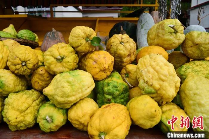 墨脫大檸檬,學名香櫞,和檸檬均為蕓香科植物。(<a target='_blank' href='/'><p align=